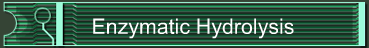 Enzymatic Hydrolysis